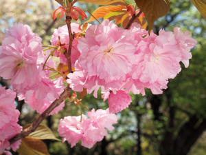 20100421_73shuusei.jpg