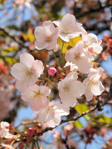 20100421_134shuusei.jpg