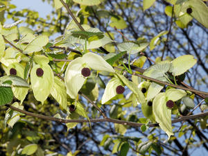 20100421_145shuusei.jpg