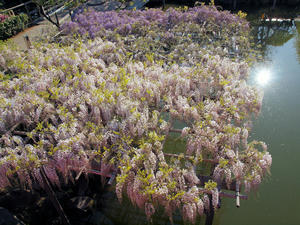 20100425_41shuusei.jpg