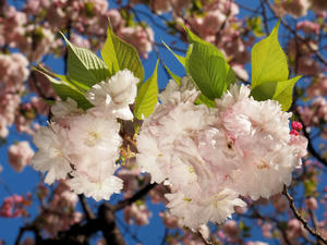 20100425_60shuusei.jpg