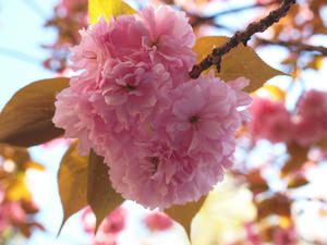 20100425_62shuusei.jpg
