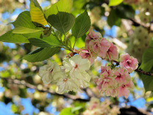 20100425_70shuusei.jpg
