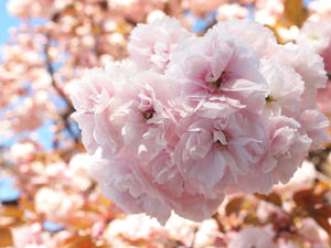 20100425_96shuusei.jpg
