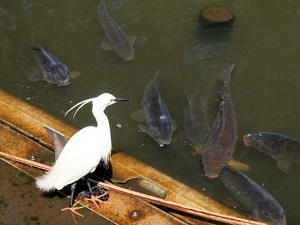 20100425_210shuusei.jpg