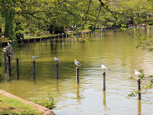 20100425_214shuusei.jpg