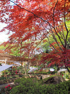 20100425_110shuusei.jpg