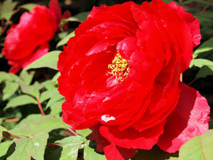 20100425_118shuusei.jpg