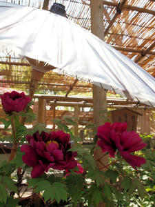 20100425_133shuusei.jpg