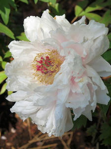 20100425_138shuusei.jpg