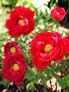 20100425_143shuusei.jpg