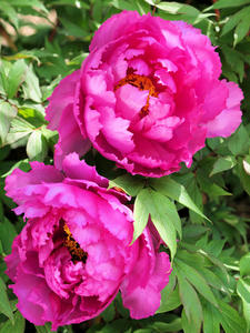 20100425_150shuusei.jpg