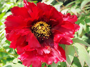 20100425_168shuusei.jpg