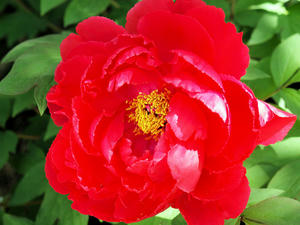 20100425_174shuusei.jpg