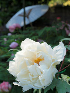 20100425_184shuusei.jpg