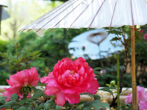 20100425_185shuusei.jpg