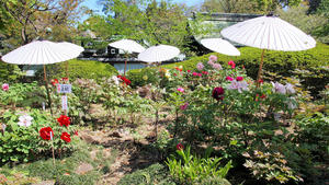 20100425_193shuusei.jpg