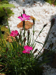 20100425_199shuusei.jpg