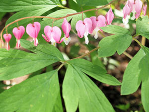 20100425_181shuusei.jpg