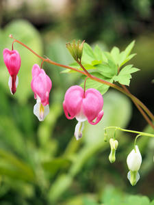 20100503_42shuusei.jpg