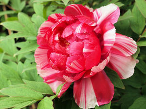 20100503_10shuusei.jpg