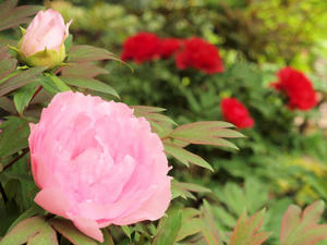 20100503_11shuusei.jpg