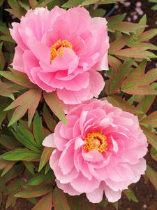20100503_17shuusei.jpg