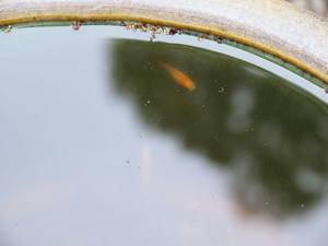 20100503_36shuusei.jpg