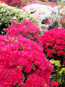 20100503_48shuusei.jpg