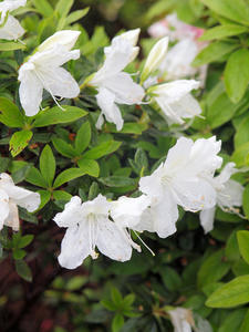 20100503_56shuusei.jpg
