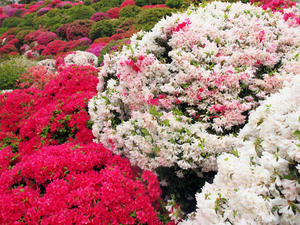 20100503_59shuusei.jpg