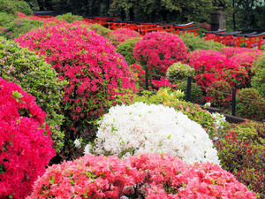 20100503_60shuusei.jpg