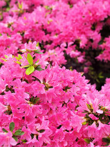 20100503_83shuusei.jpg