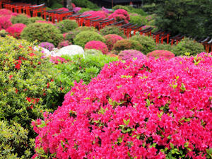 20100503_88shuusei.jpg