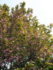 20100503_187shuusei.jpg