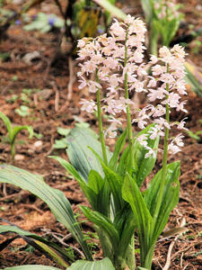 20100503_223shuusei.jpg