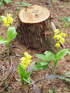 20100503_240shuusei.jpg