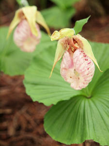 20100503_246shuusei.jpg