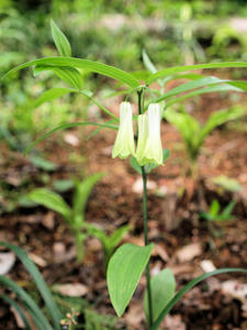 20100503_255shuusei.jpg