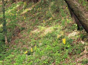 20100503_260shuusei.jpg
