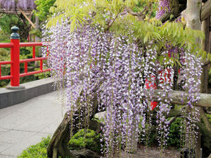 20100506_65shuusei.jpg