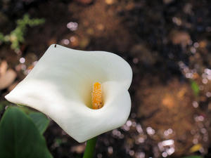 20100516_4shuusei.jpg