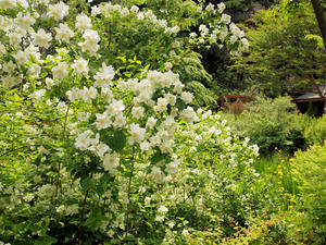 20100516_92shuusei.jpg