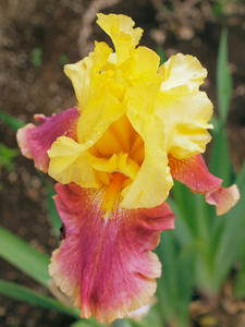 20100516_84shuusei.jpg