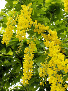 20100516_88shuusei.jpg