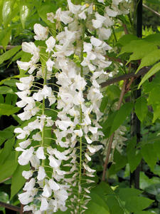 20100516_63shuusei.jpg
