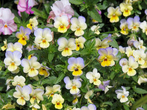 20100516_64shuusei.jpg