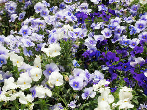 20100516_71shuusei.jpg