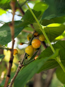 20100516_100shuusei.jpg