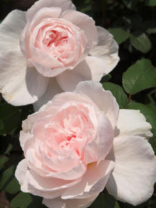20100516_18shuusei.jpg